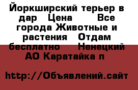 Йоркширский терьер в дар › Цена ­ 1 - Все города Животные и растения » Отдам бесплатно   . Ненецкий АО,Каратайка п.